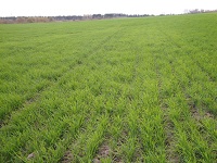 Озимая рожь в ООО Рассвет Озимая рожь в ООО Рассвет