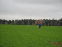 Осеннее поле ржи