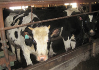 Дойное стадо из Ижевского