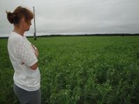 Тюлькина Людмила Федоровна на гороховом поле