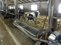 черно-пестрая порода скота черно-пестрая порода скота