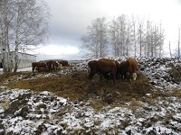 Курган в Каракше