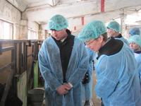 Изучаем опыт выращивания ремонтного молодняка