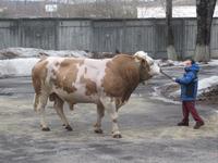 Демонстрационный показ быков