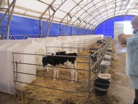 В телячьей деревне