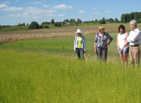 На льняном поле На льняном поле