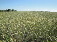 Ячмень_Памяти Родиной_Уржум