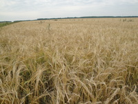 Ячмень_Яранск