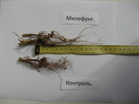 производственные опыты_ милефунг_дурсенев