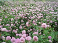 Клеверное поле