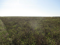 Семенники многолетних трав