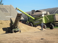 Урожай в Рассвете