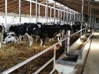 Молочное скотоводство