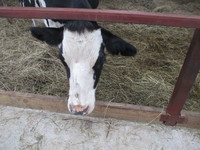 Готовим корову к запуску