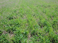 Травосмеси 2017 года