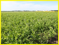 Козлятник на силос