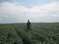 Никита Савков на своем картофельном поле