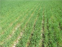 Озимая рожь в Пригородном Озимая рожь в Пригородном