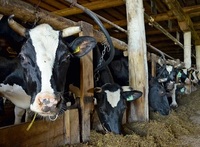 Поголовье в Кировце