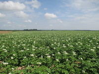 ЕСЛИ ПРАВИЛЬНО ЗАНИМАТЬСЯ КАРТОФЕЛЕМ