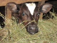 Бычок из Лошкарей