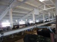 На ферме в Родине - 2