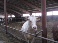 Белая корова