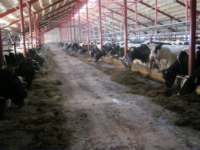 На новой ферме