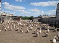Цивильские гуси
