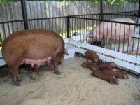 Племенные животные