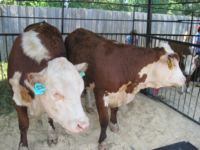 Племенные животные