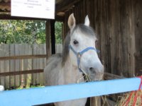 Племенные животные